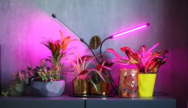 Щоб дізнатися, чи потрібна фітолампа, достатньо просто ретельно оглянути рослину.