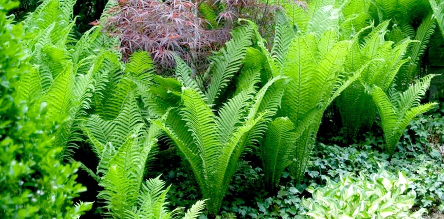 Удобрение Флоровит для голубики можно использовать для папоротника.