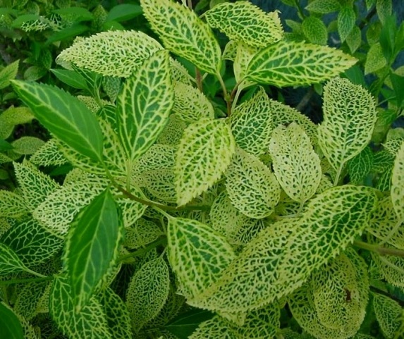 Листья форзиции корейской