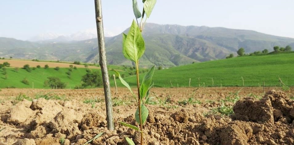 Какой план посадки дерева фисташки