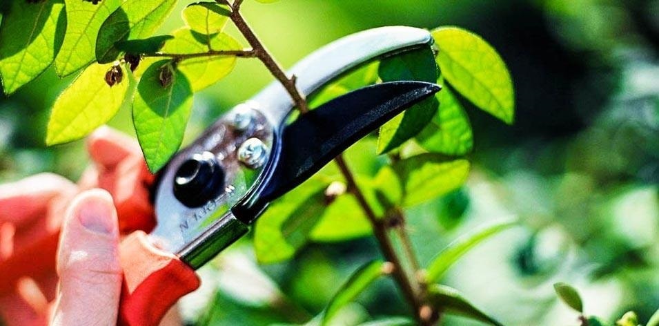 Уход за деревом фисташки