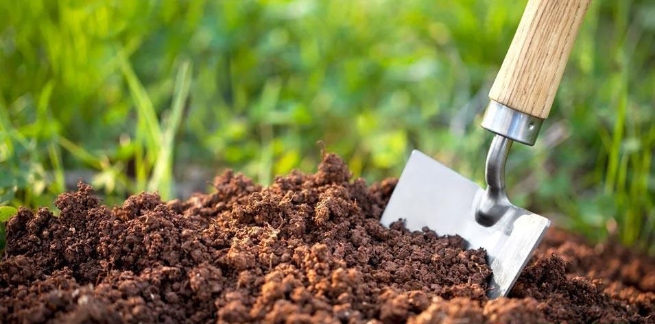 Как правильно выбрать место для посадки фисташек