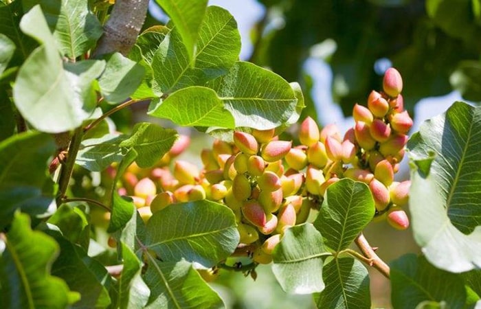 Морозостойкие сорта фисташек