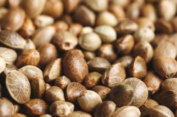 Гибридные семена получают путём скрещивания нескольких сортов.