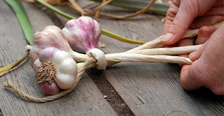 Чтобы чеснок сохранялся долго и не терял своих вкусовых качеств, важно правильно подготовить его к зиме.