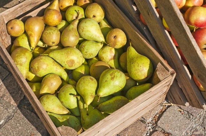 Груши хорошо хранятся в деревянных ящиках, переложенных бумагой или сухими опилками лиственных пород. Груши хорошо хранятся в деревянных ящиках, переложенных бумагой или сухими опилками лиственных пород.