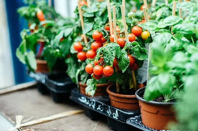 Полезные советы для обустройства огорода в контейнерах Полезные советы для обустройства огорода в контейнерах