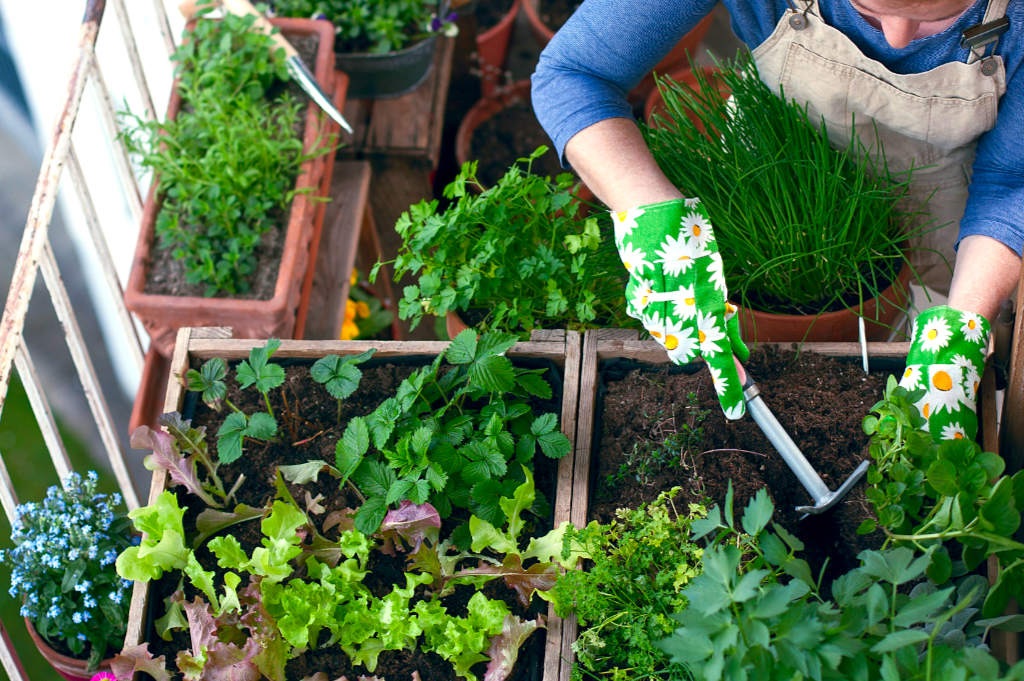 Выращивание овощей – это не только удовольствие, но и отличный способ обеспечить себя свежими и экологически чистыми продуктами. Выращивание овощей – это не только удовольствие, но и отличный способ обеспечить себя свежими и экологически чистыми продуктами.