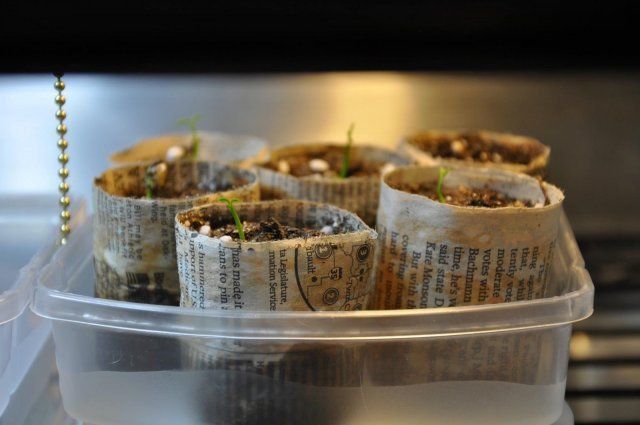 Для формовки контейнеров для рассады можно использовать газетные горшки.