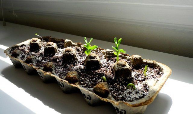 Лоток для яиц используют для выращивания рассады в домашних условиях.