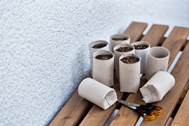 Втулка от туалетной бумаги – еще один контейнер для рассады.