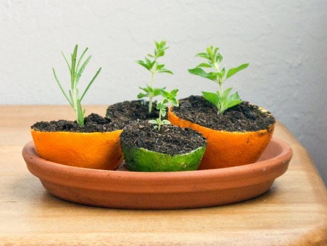 Цитрусовые шкурки - стаканчики для рассады