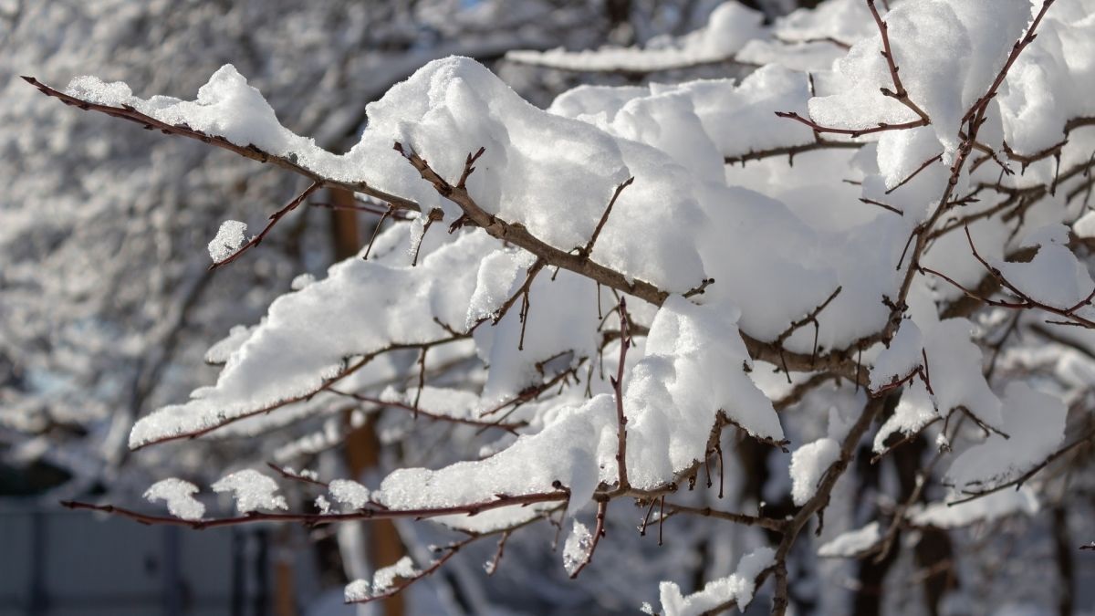 Чтобы обезопасить растения, рекомендуется регулярно очищать ветки от снега. Чтобы обезопасить растения, рекомендуется регулярно очищать ветки от снега.