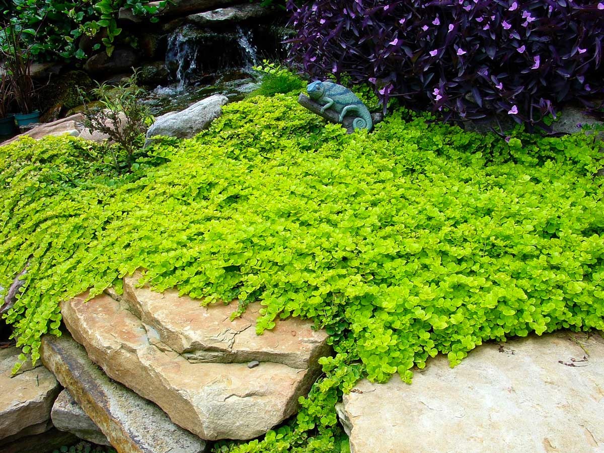 Почвопокровные растения не только придают эстетике садовый участок, но и значительно улучшая состояние почвы.