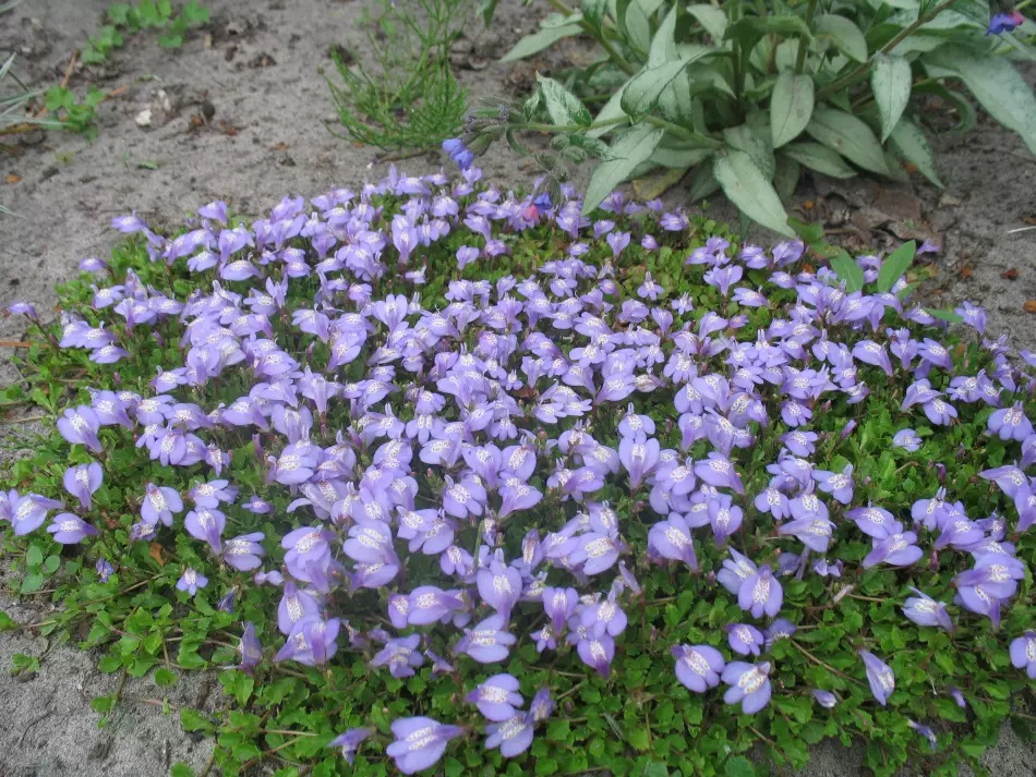 Для создания живописного и неприхотливого ковра в тенистом саду прекрасно подойдут многолетние почвопокровные.