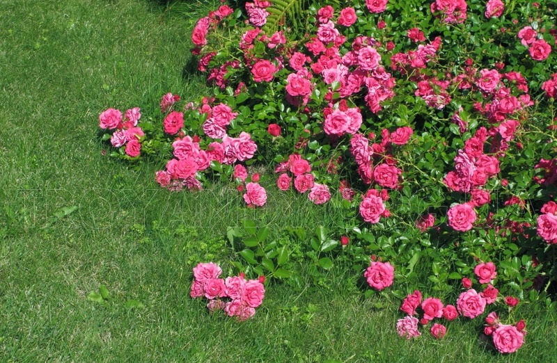 Какие почвопокровные подойдут для солнечных участков?