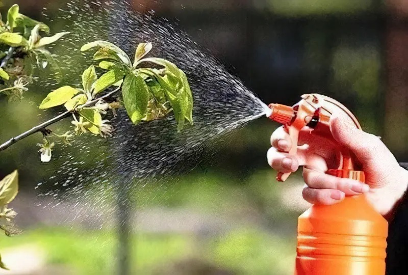 Наиболее действенным вариантом от болезней груши есть всевозможные фунгициды.