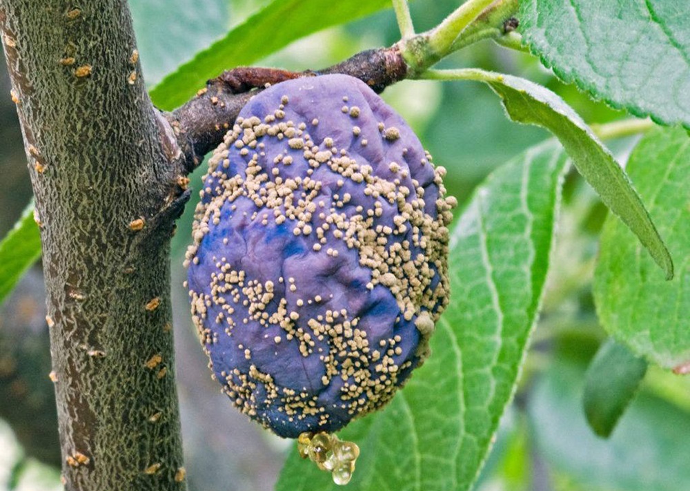 Монилиоз сливы Монилиоз сливы