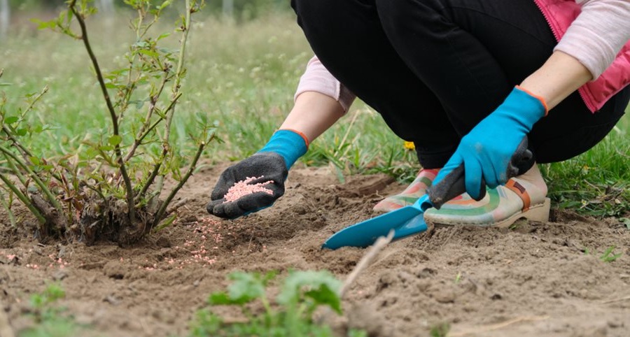 Подкормка роз удобрением Флоровит