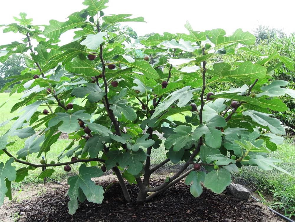 Место посадки должно быть с солнечной, хорошо освещенной стороны.