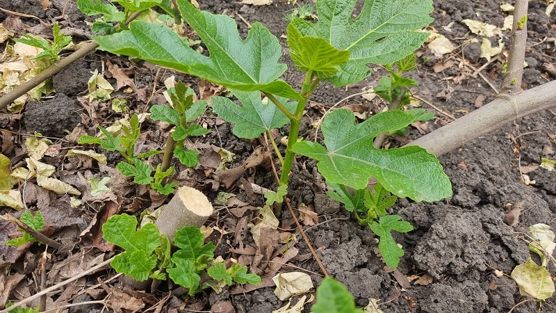 Нюансы посадки инжира в Украине.