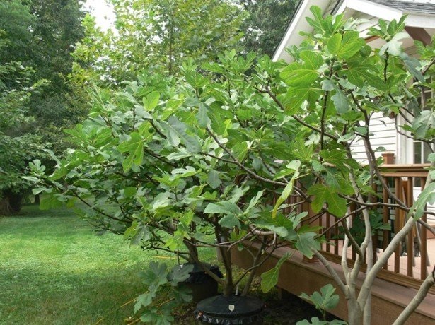 Інжир потребує укриття вже за температури нижче -10 °С.