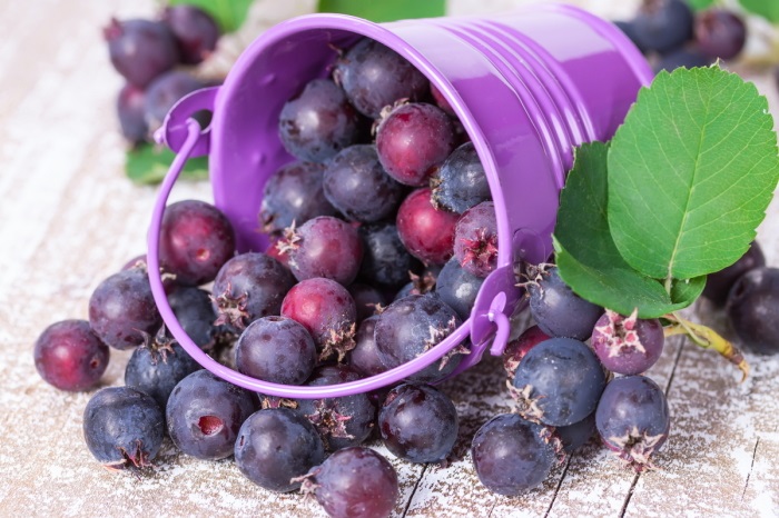 Урожай ірги