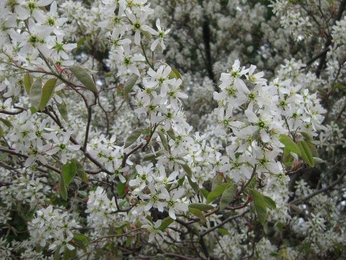 Цвітіння ірги