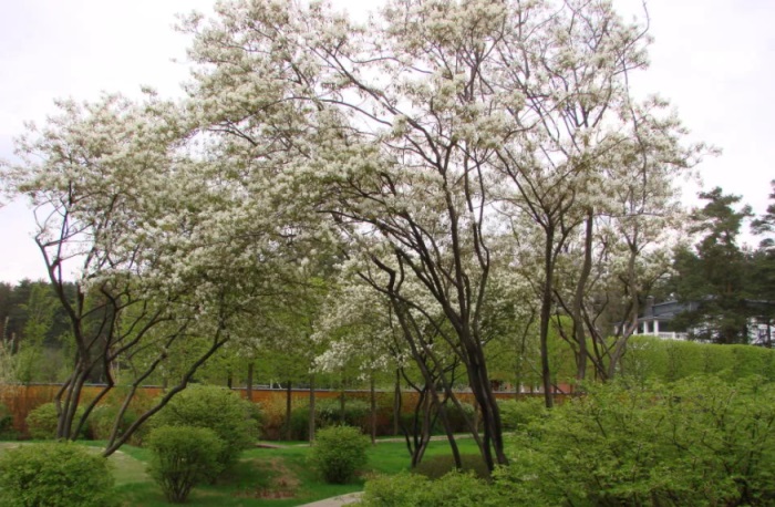 Ірга виростає навіть в найнесприятливіших умовах