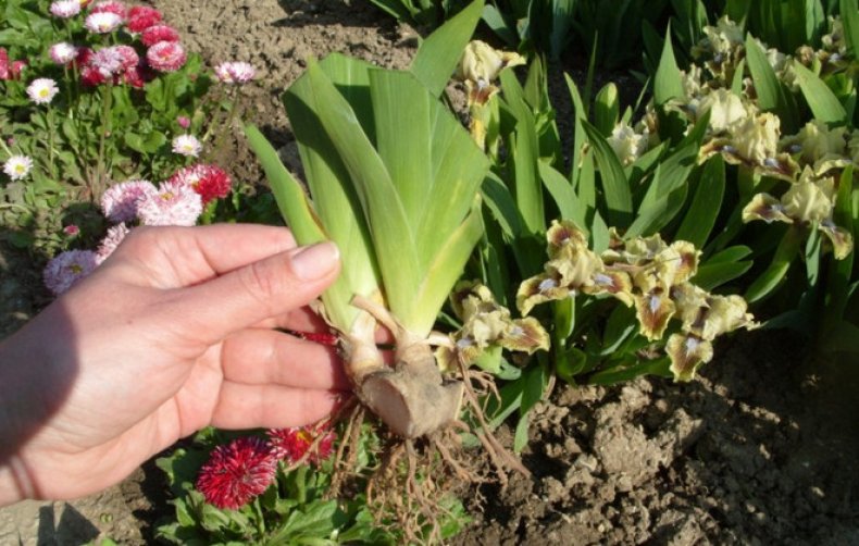 Посадка ирисов осенью Посадка ирисов осенью