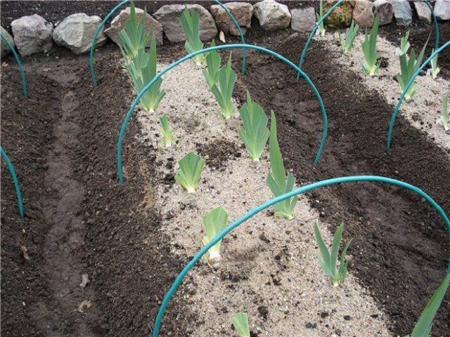 Укрытие ирисов на зиму Укрытие ирисов на зиму