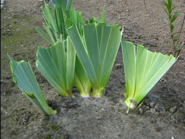 Правильная обрезка ирисов Правильная обрезка ирисов