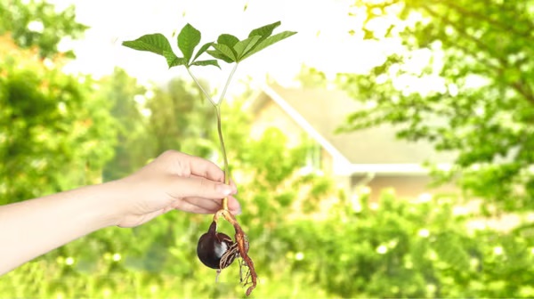 Для висаджування найкраще обрати дворічний саджанець.