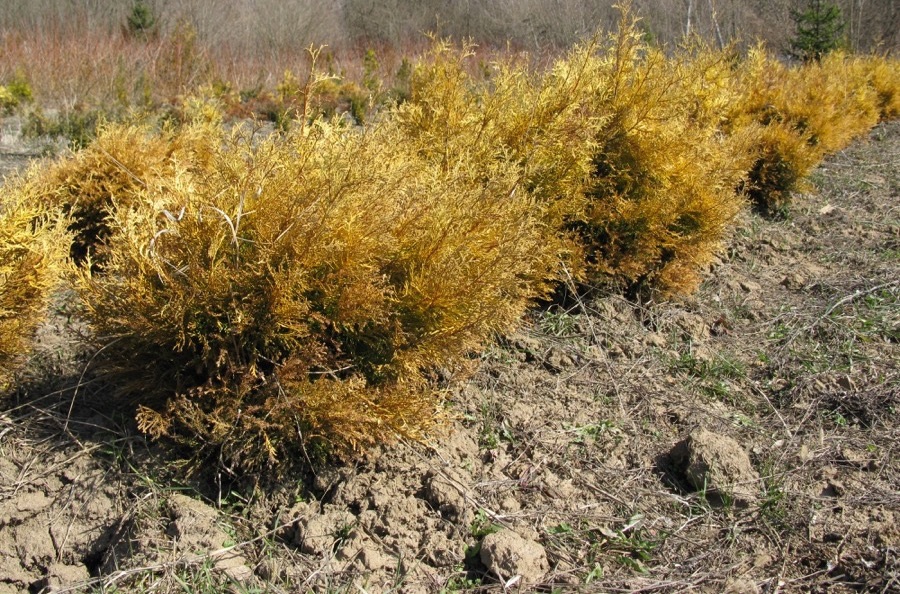 Ізабіон ефективний у комплексі з інсектицидами