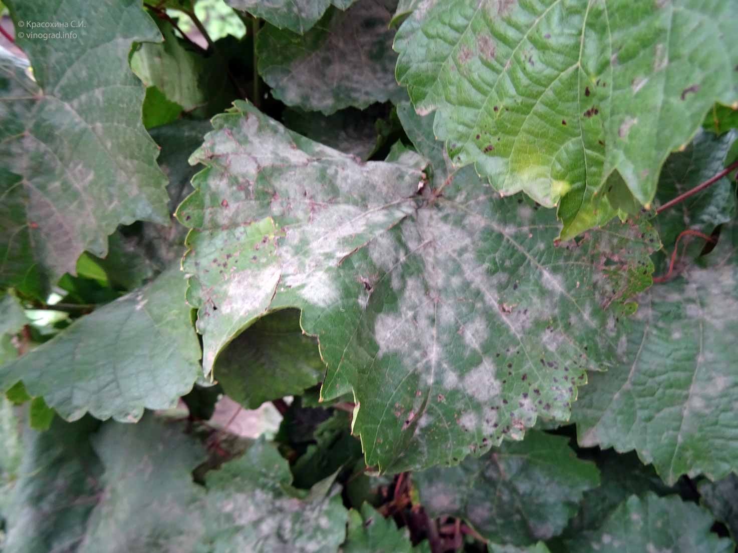 Мучнистая роса на листьях винограда