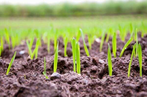 Синтетические ауксины