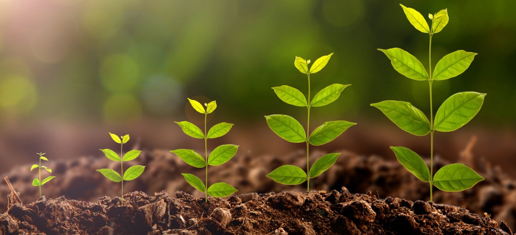 Развитие, период цветения и формирование плодов зависит от фитогормонов.