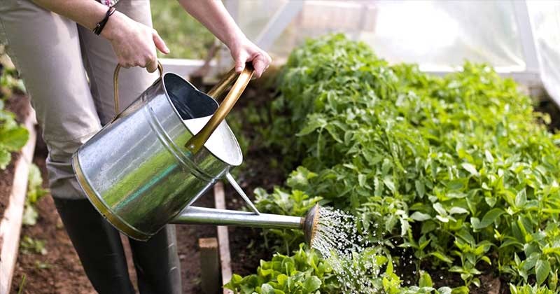 Обильный полив овощей