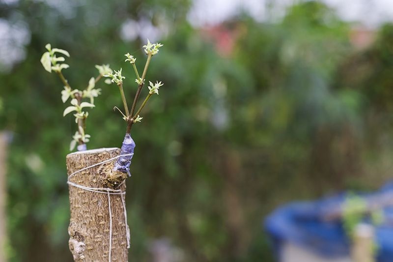 Прививку деревьев опытные садоводы рекомендуют проводить весной. Прививку деревьев опытные садоводы рекомендуют проводить весной.