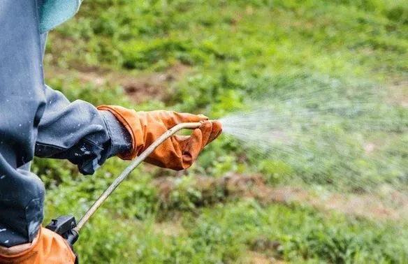 Опрыскивание сорняков от белокрылки