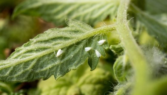 Белокрылка на листьях томатов