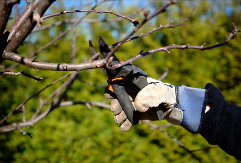 Весенняя обрезка и формирование кроны