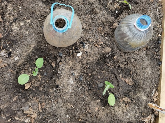 Высадка капусты в открытый грунт