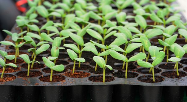 Преимущества кассет для рассады