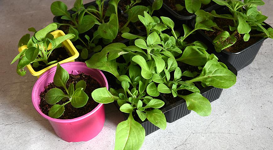 Вибір контейнеру залежить від насіння