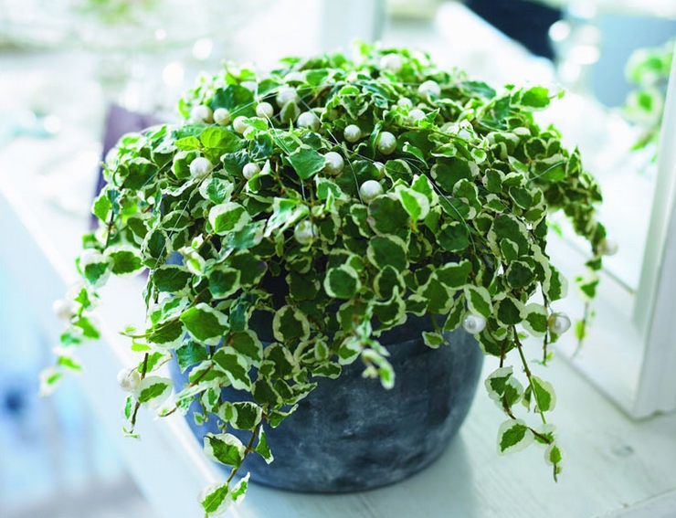 Фікус карликовий