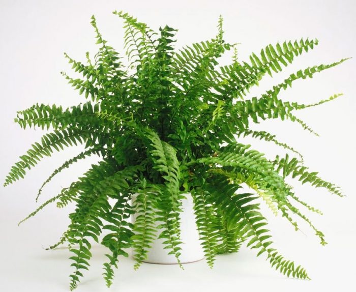 Нефролепіс