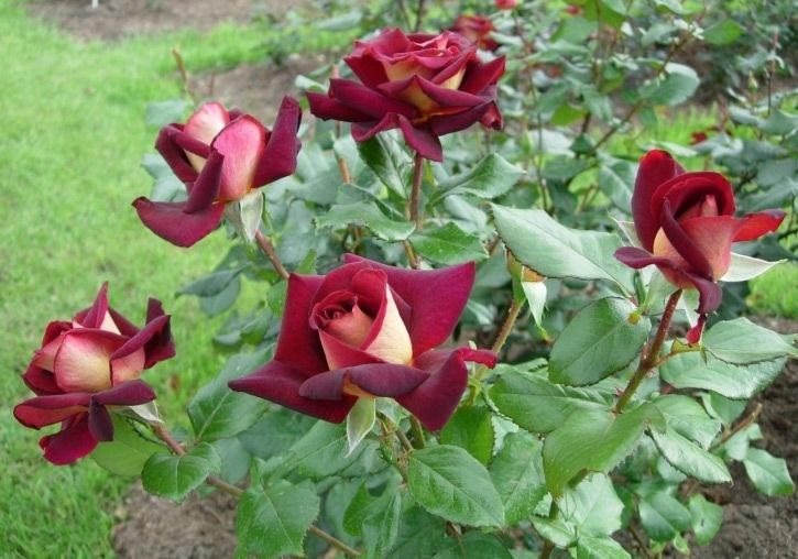 Чайно-гибридные розы