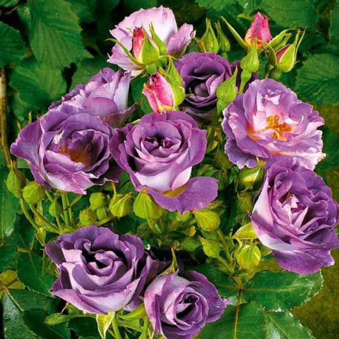 Розы флорибунда