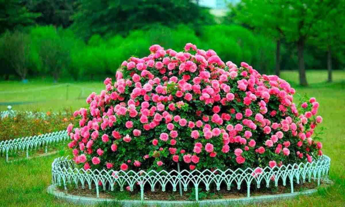 Парковые розы